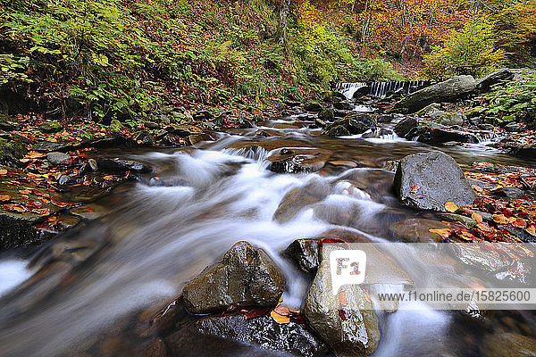 Ukraine  Region Zakarpattia  Karpaten  Wasserfall Verkhniy Shypot  Unscharfer Wasserfall in Herbstkulisse