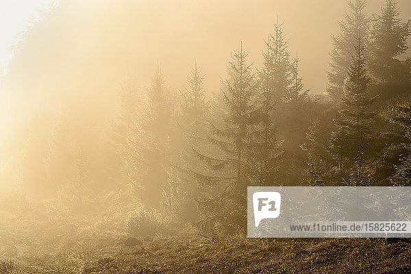Ukraine  Zakarpattia region  Carpathians  Borzhava  Pryslip Pass  Coniferous forest in morning fog