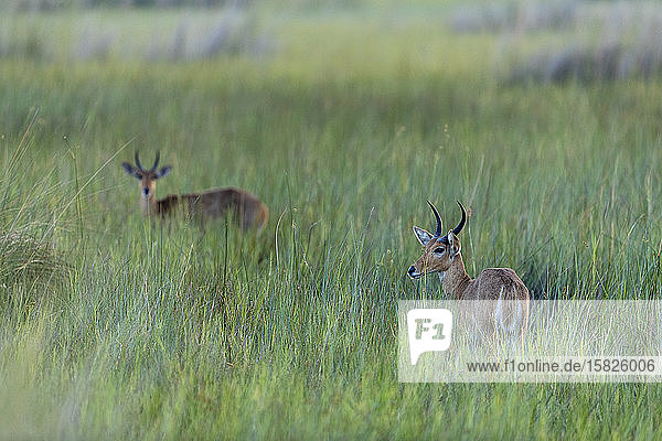 Am frühen Morgen stehen zwei Antilopen inmitten hoher grüner Gräser