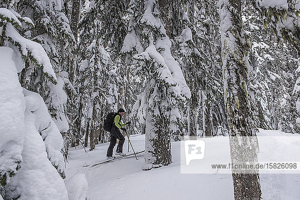 Eine Frau fährt mit den Skiern durch die Bäume bei Jodelin in der Nähe des Stevens-Passes  WA