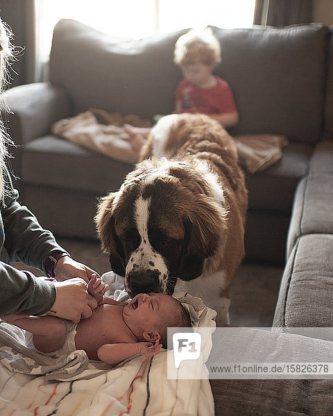 Neugeborenes bekommt Windeln gewechselt  während ein großer Hund zu Hause nach ihr sieht