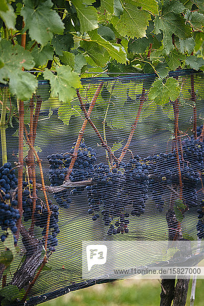 Weinreben auf dem Weingut Stone Tower Winery in Leesburg  Virginia.