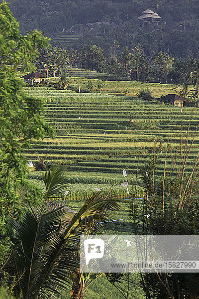 Reisterrassen von Jatiluwih  Bali  Indonesien