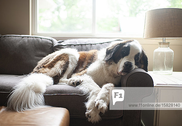 Großer Bernhardiner-Hund ruht zu Hause bei schönem Licht auf dem Sofa