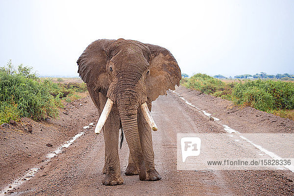 Ein großer Elefant steht auf der Straße  auf Safari in Kenia