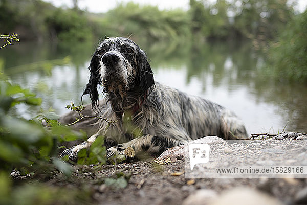 English Setter Hund liegt nach einem Bad im Fluss während eines Urlaubs.