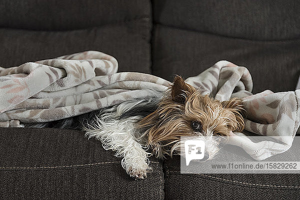 Yorkshire Terrier auf dem Sofa liegend mit einer Decke auf dem Sofa.