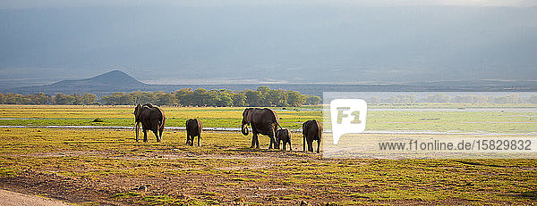 Elefantenfamilie geht auf Safari durch die Savanne in Kenia