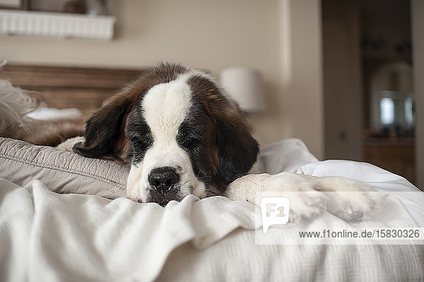 Großer Hund liegt zu Hause auf einem Bett und macht ein Nickerchen