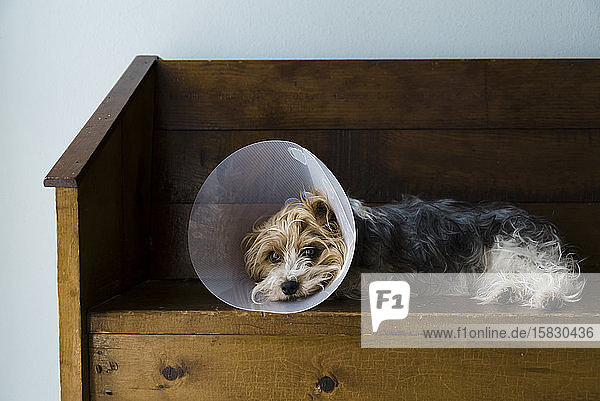 Full view of a Yorkshire Terrier laying on a bench with a vet cone on.