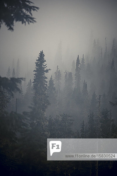 Scenic views of the temperate rainforest with mist and low cloud