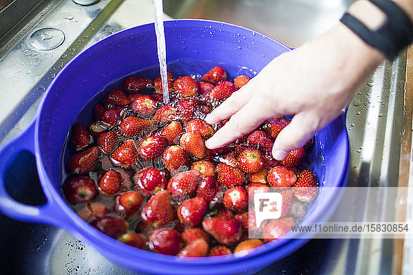Waschen frischer Erdbeeren mit Wasser in der Spüle.