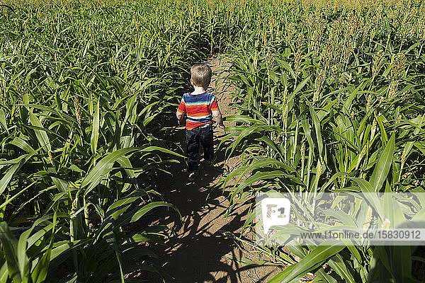 Junge wandert als Freizeitbeschäftigung auf einem Pfad durch ein Maisfeld