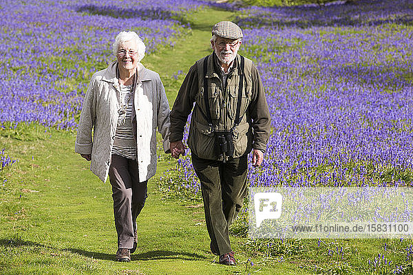 Ein altes Ehepaar beim Spaziergang durch Bluebells oberhalb von Austwick in den Yorkshire Dales  Großbritannien.