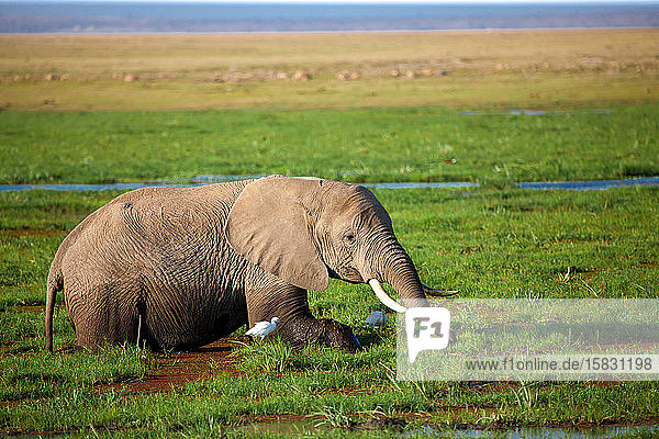 Ein Elefant steht im Sumpf und frisst Gras  auf Safari in Kenia