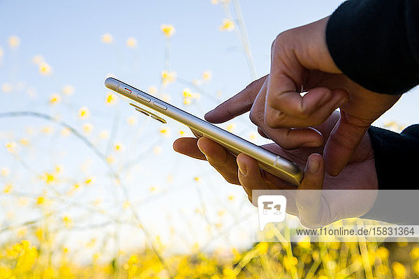 Frauenhände  die ein Mobiltelefon im Freien im Blumenfeld halten und benutzen
