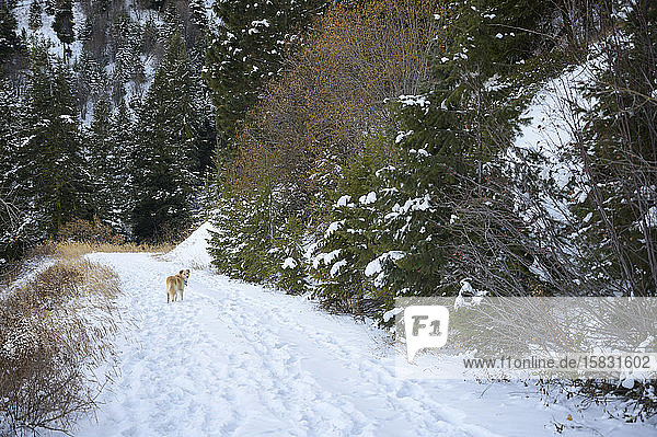Hundespaziergang auf schneebedeckter Straße mit Blick zurück in die Kamera