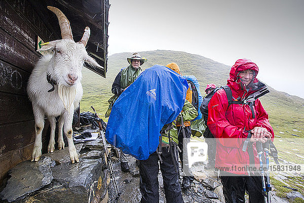 Wanderer auf der Tour Du Mont Blanc teilen sich mit einer Ziege auf dem Col Du Bonhomme bei Les Contamines in den französischen Alpen Schutz vor starkem Regen.