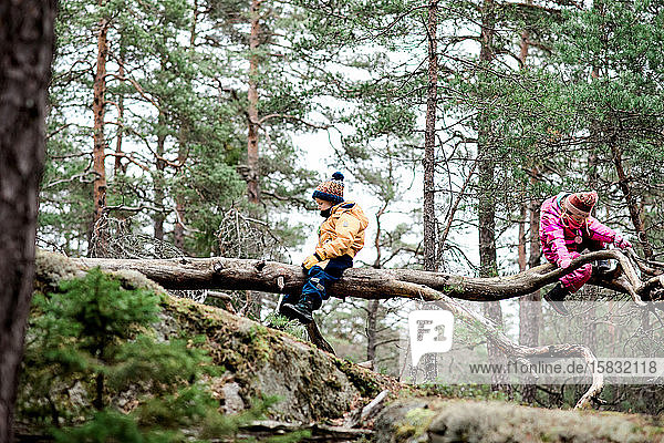 Bruder und Schwester klettern im Winter gemeinsam draußen auf Bäume