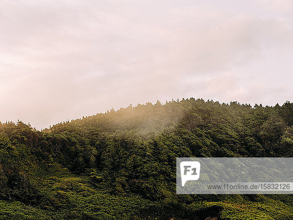 foggy forest hill on Oregon coast at sunrise