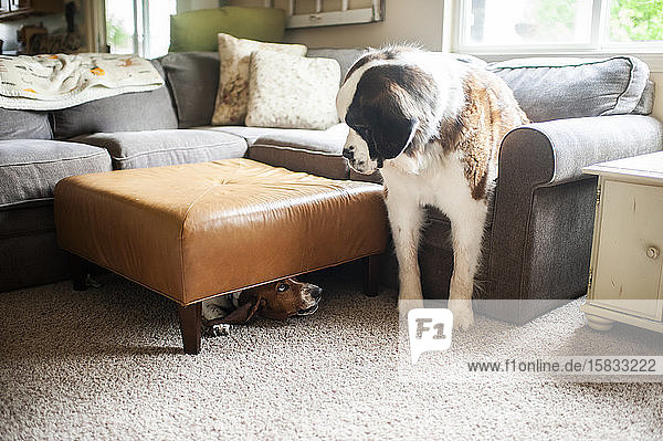 Verspielter kleinerer Hund versteckt sich vor größerem Hund unter der Fußbank im Haus