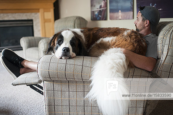 Großer Bernhardinerhund sitzt zu Hause auf dem Schoß des Menschen auf einem Stuhl