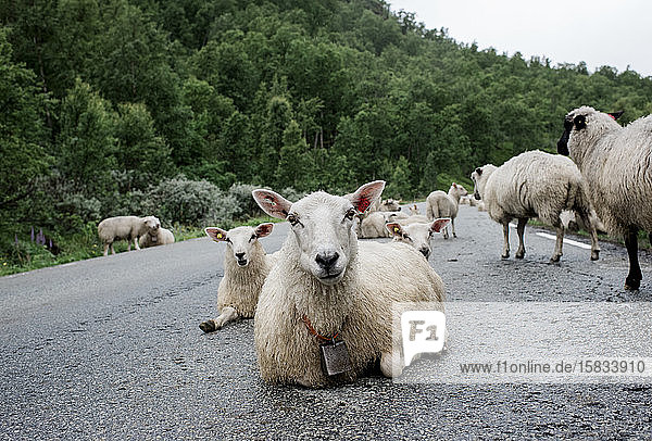 Schafe  die mitten auf einer Straße im Wald in Norwegen liegen