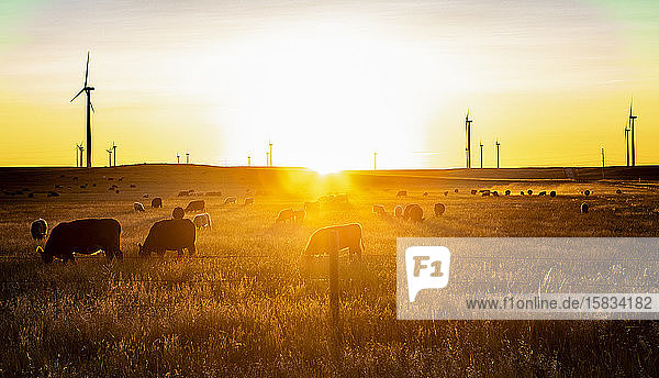 Colorado-Windpark auf einem Weizenfeld bei Sonnenaufgang