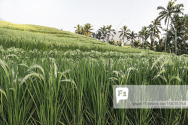 Nahaufnahme von Reis im Feld  Reisterrassen von Jatiluwih
