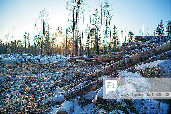 Waldproduktion. Ural-Winterwaldlandschaft.