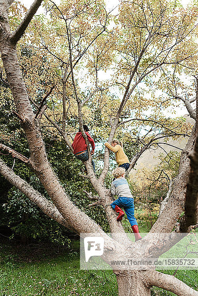 Drei Geschwister klettern im Herbst auf einen Baum