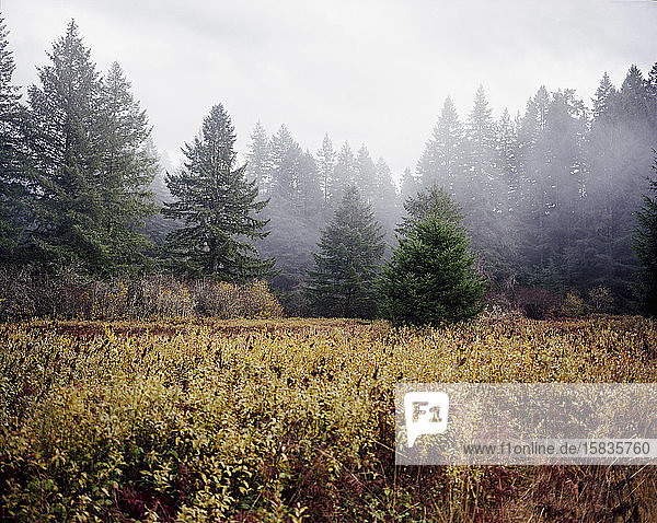 Grassy field by foggy forest