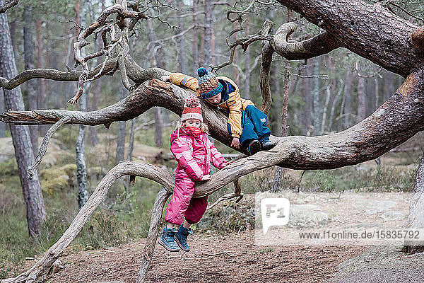 zwei Kinder klettern im Winter gemeinsam draußen in Schweden auf Bäume