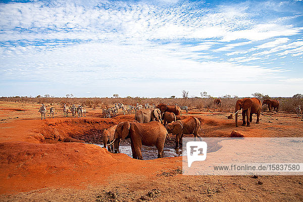 viele Elefanten an der Wasserstelle  Safari in Kenia