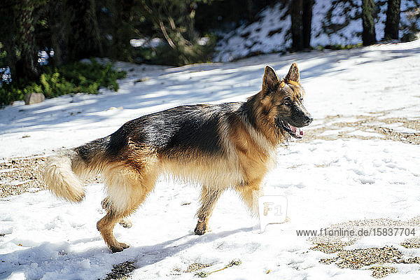 German shepherd playing in the snowy mountain