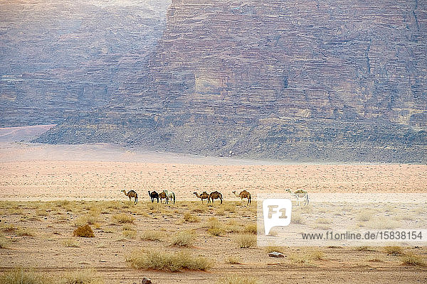 Wilde Kamele in der Wüste  Schutzgebiet Wadi Rum  Jordanien.
