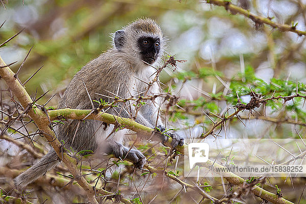 Kleiner Affe auf einem Baum