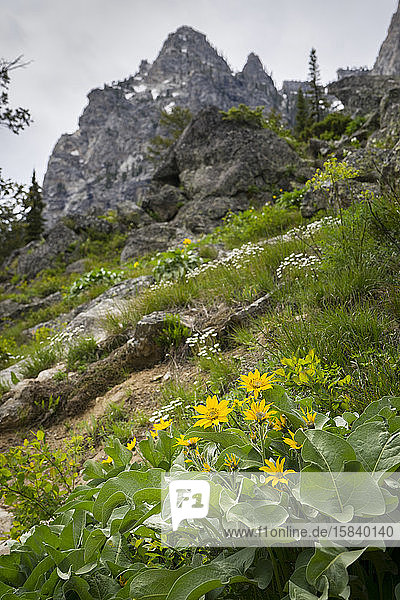 Gelbe Pfeilblatt-Balsamwurzel-Wildblumen an der Seite eines Berges