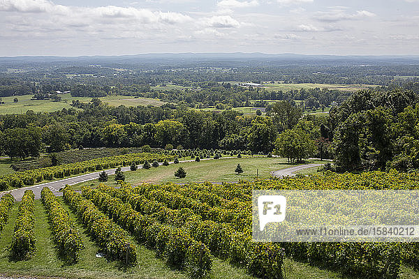 Weinbergansichten auf dem Bluemont Vineyard im Norden von Virginia.