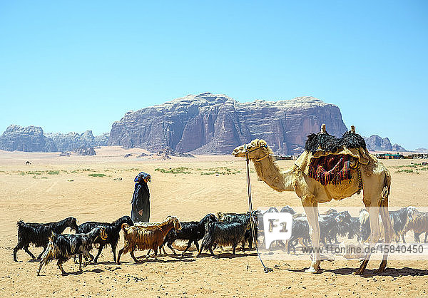 Bedouin woman with flock of goats next to camel  Wadi Rum  Jordan