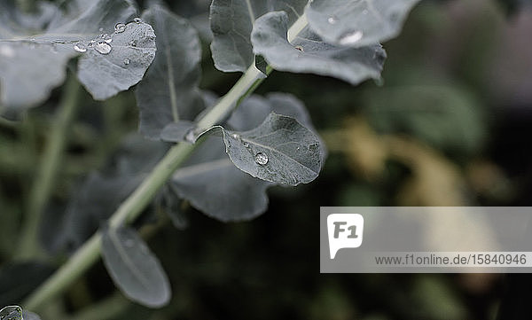 Regentropfen auf einem grünen Blatt draußen in einem englischen Garten im Sommer