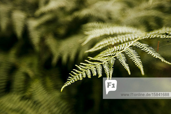 A closeup of a fern  cascade mountains  washington