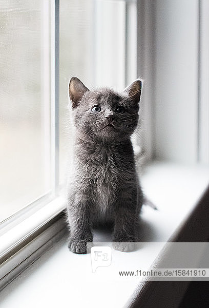 Nahaufnahme eines bezaubernden grauen Kätzchens  das auf einem Fensterbrett sitzt und nach oben schaut.