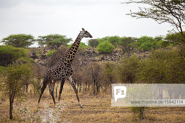 Giraffe wandert zwischen dem Busch  auf Safari in Kenia