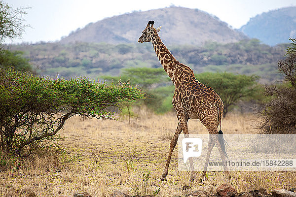 Giraffe wandert zwischen den Büschen in der Savanne von Kenia