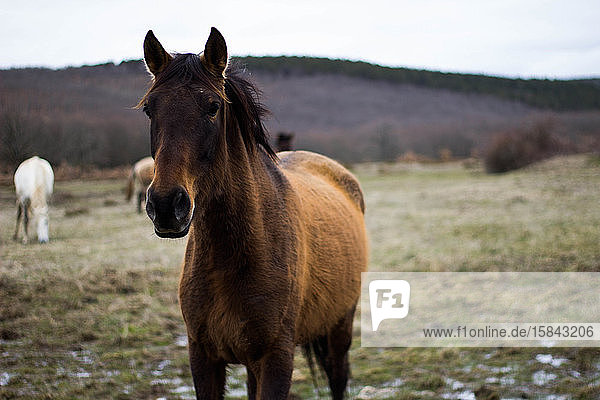 Porträt eines Pferdes  das auf einem Grasfeld vor einem Berg steht