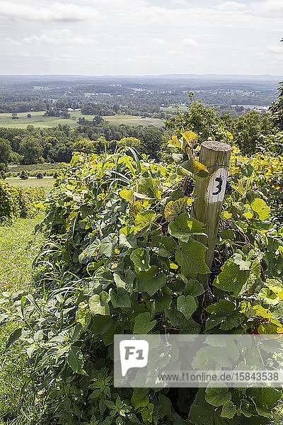 Weinbergszenen auf dem Bluemont Vineyard im Norden von Virginia.