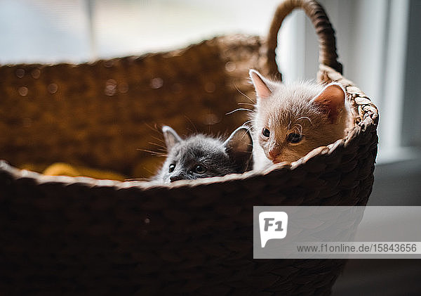 Zwei süße Kätzchen  die über die Spitze eines Weidenkorbes hinausschauen.