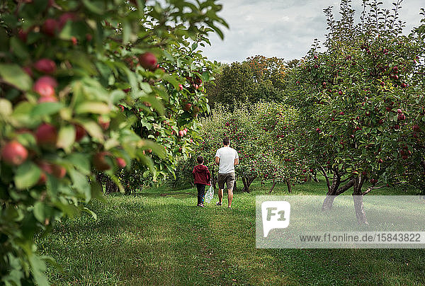 Father and son walking through an apple orchard in the fall together.