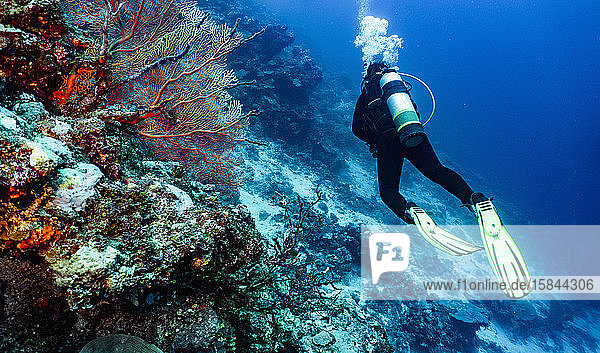 Scuba diver exploring the Great Barrier Reef in Australia